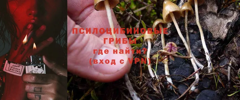 Галлюциногенные грибы Psilocybine cubensis  купить   Верхний Уфалей 